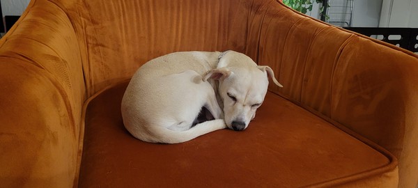 Yellow-fur Chihuahua sleeping in orange chair