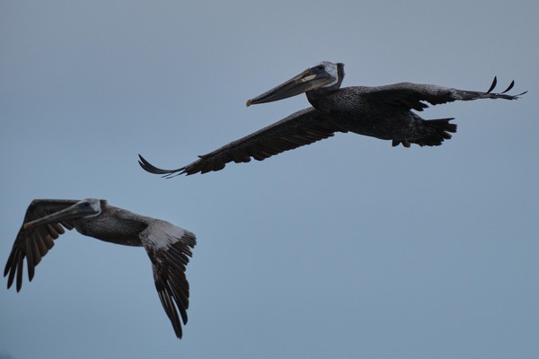 Two pelicans flying