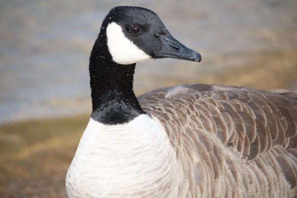 Canada Goose with water on its face
